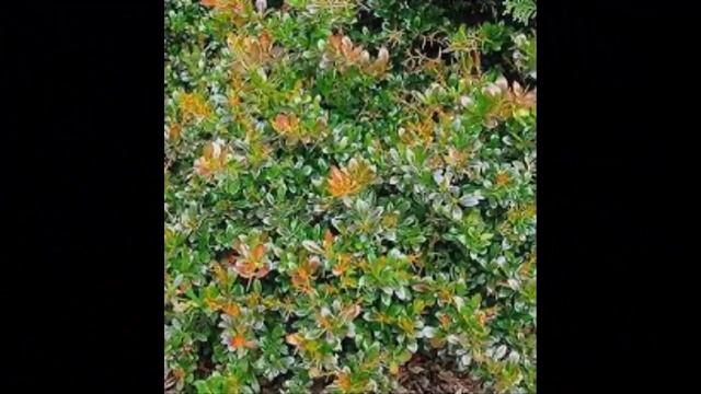 #Барбарис2 Декоративные кустарники9 Декоративные растения смотреть онлайн