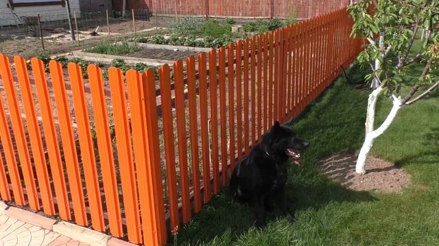 Как защитить растения на даче от собаки? смотреть онлайн