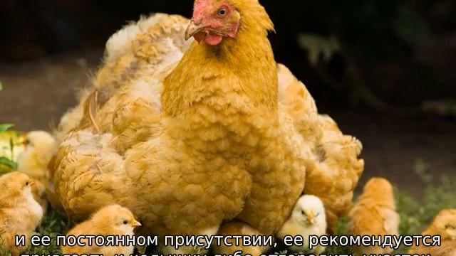 Как подсадить цыплят к наседке смотреть онлайн