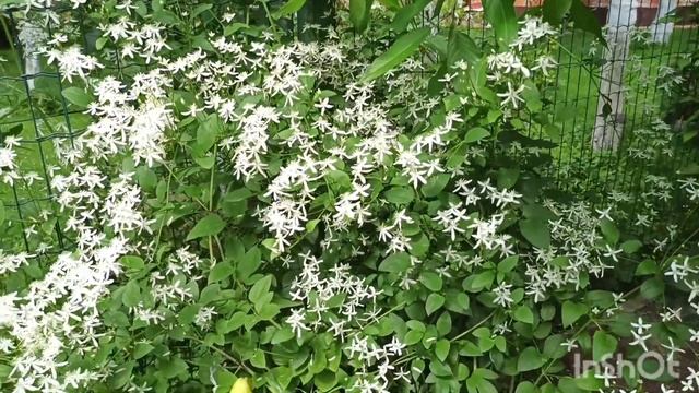 Клематисы: Вестерплатте, Маньчжурский, Хегли хейбрид. смотреть онлайн