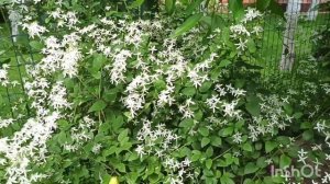 Клематисы: Вестерплатте, Маньчжурский, Хегли хейбрид.