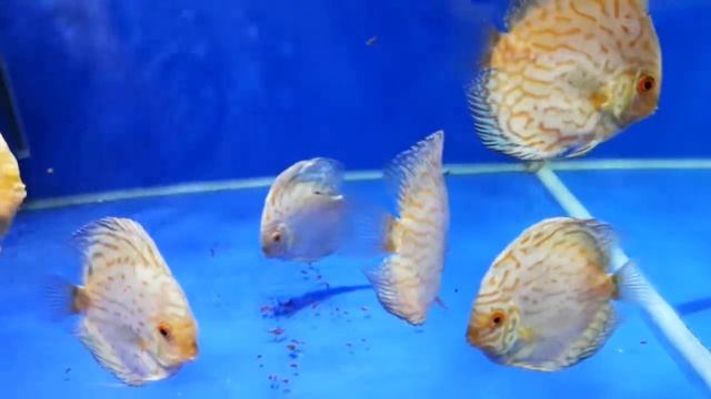 Дискус Белая бабочка (Discus White Butterfly) смотреть онлайн