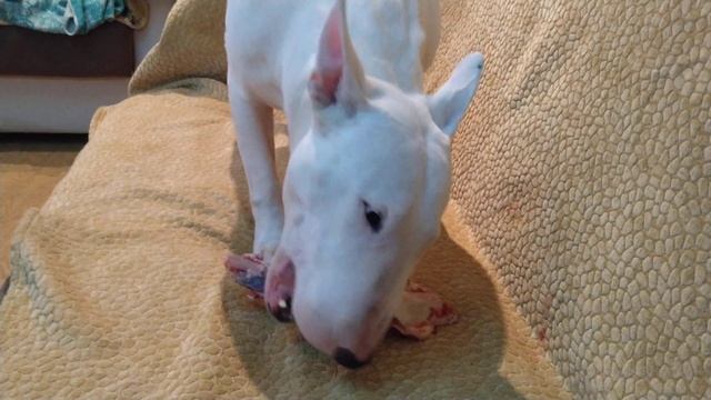 Bull Terrier Gnaws A Bone Бультерьер грызёт кость