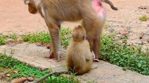 EP 33: RB What Happened To Cute Brother Leo? | Baby Monkey In the Jungle | TOP Monkeys