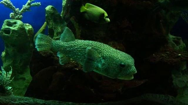 02_08_2014_ЦВЕТЁТ АГАВА_АКВАРИУМ В РИВЬЕРЕ_СОЧИ.mp4 смотреть онлайн