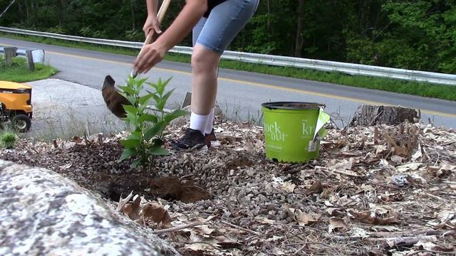 Front Yard Transformation | Planting Sun Loving Drought Tolerant Perennials in our Entryway Garden смотреть онлайн