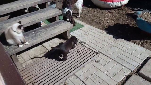 Питомник английских спаниелей "Из Созвездия Лорри", поймёт "Г" смотреть онлайн