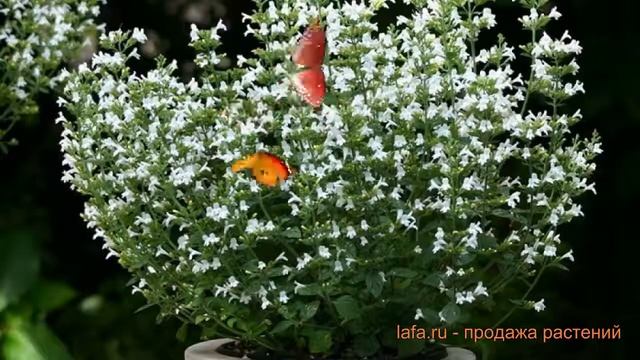 Душевик обыкновенный Вайт Клоуд ? обзор: как сажать, саженцы душевики Вайт Клоуд смотреть онлайн