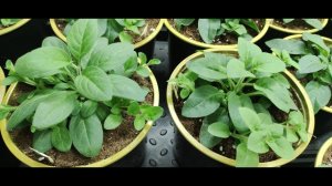 Как правильно прищипывать петунию что бы вырастить огромный цветущий куст. Прищипка без секретов.