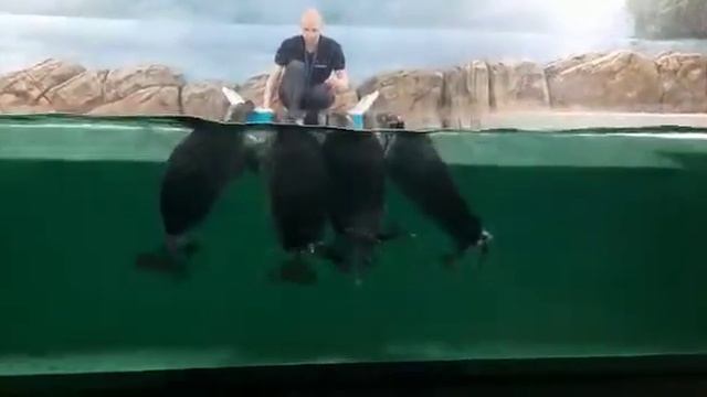 Нерпы. Нерпа Байкальская. Танцующие нерпы. Водное Шоу Байкальских Нерп