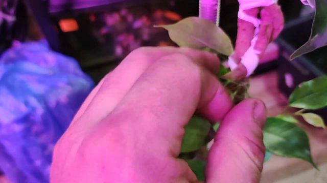 Фикус.Фикус Бенджамина.Прививка фикуса.