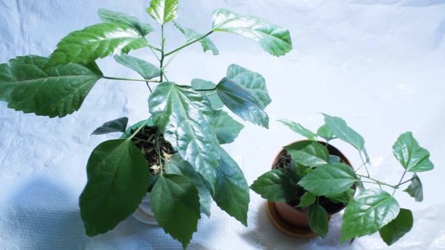 Как зимуют мои гибискусы, советы по уходу смотреть онлайн