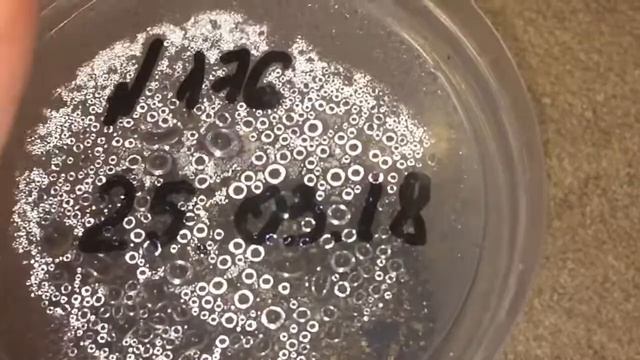 Драцена 24.04.18 Всходы драцены через 27 дней от посева