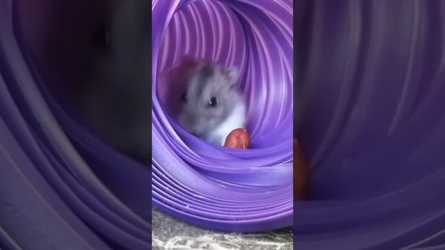 Henry the hamster ? ❤ смотреть онлайн