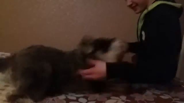 Злобный шнауцер смотреть онлайн