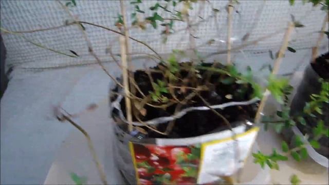 Как выросла клюква из замороженных ягод. смотреть онлайн