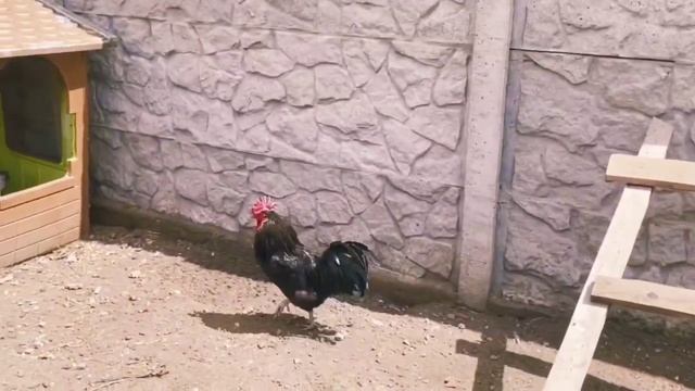 Альфа-Петух дикий ? #куры #порода #птички #подпишись #брама #подпишись #брама #фазаны #дикийпитух смотреть онлайн