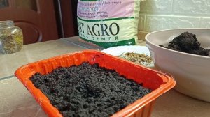 Лучший способ посева бархатцев? Моментально ВСХОДЯТ при таком способе ПОСЕВА