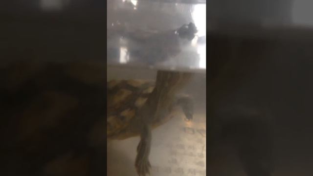 Красноухая черепаха смотреть онлайн