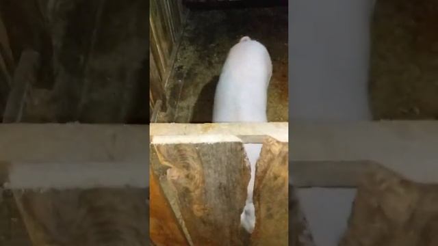 Утреннее кормление поросят. смотреть онлайн