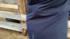 Беломышечная болезнь у коз.