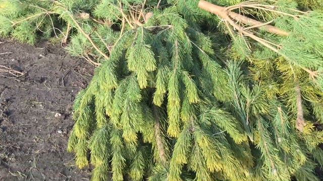 УТРО 1 ЯНВАРЯ 2019 СОСНЫ НА СВАЛКЕ смотреть онлайн