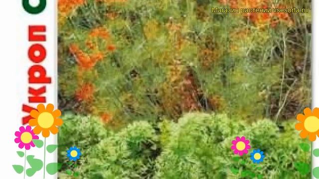 Укроп Самоцвет. Краткий обзор, описание характеристик, где купить семена anethum Samotcvet смотреть онлайн