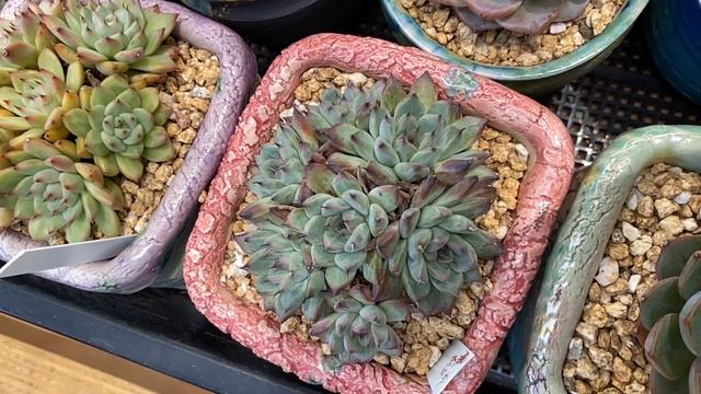 Graptoveria (Echeveria) 'Chanel' Succulent Type