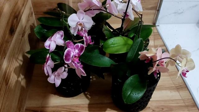 Результат пересадки цветущих орхидей спустя месяц. #пересадкацветущейорхидеи смотреть онлайн