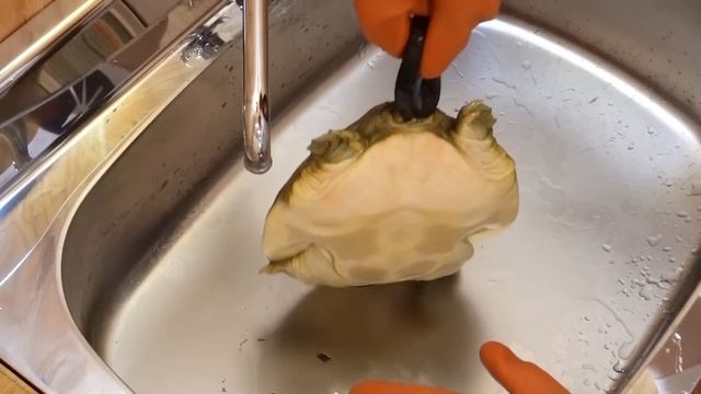 ウナギより美味しい生き物が、入れ食い！！【ペットボトル仕掛け】 смотреть онлайн