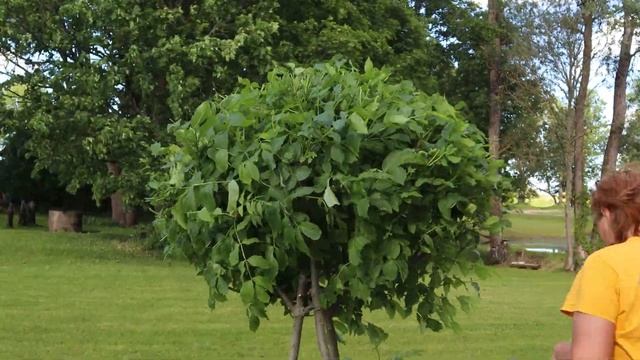 2 гектара | стрижка деревьев | tree trimming смотреть онлайн