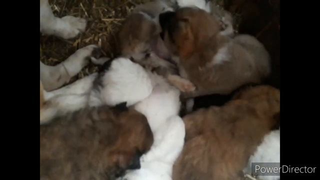 #приколы #домашние_животные #видео_2020 #щенки Щенки наши - воспитание . смотреть онлайн