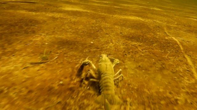 Подводная охота на Волге! Больной карась! смотреть онлайн