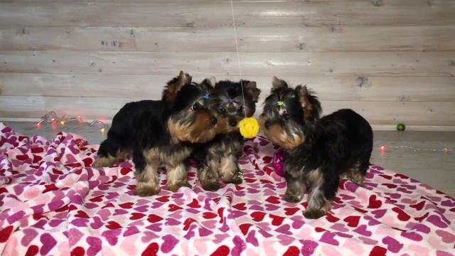 Красавчики-мальчики йоркширские терьеры в ПРОДАЖЕ смотреть онлайн