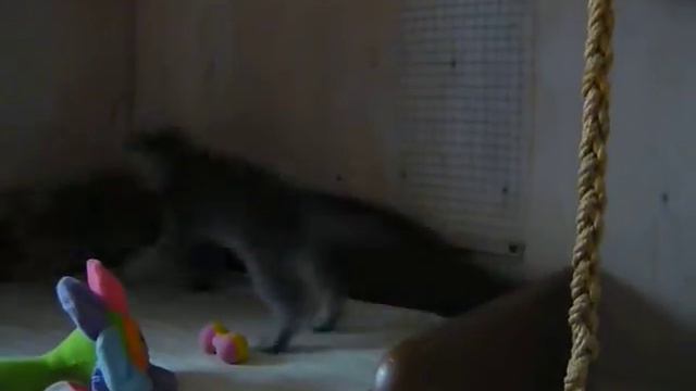 Сибирские котята от нашей Алисы смотреть онлайн