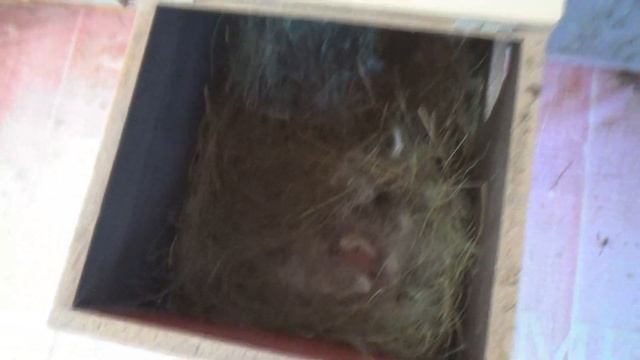 Осмотр кроличьих гнёзд | Крольчиха родила | Что делать? | ЕвроФерма смотреть онлайн