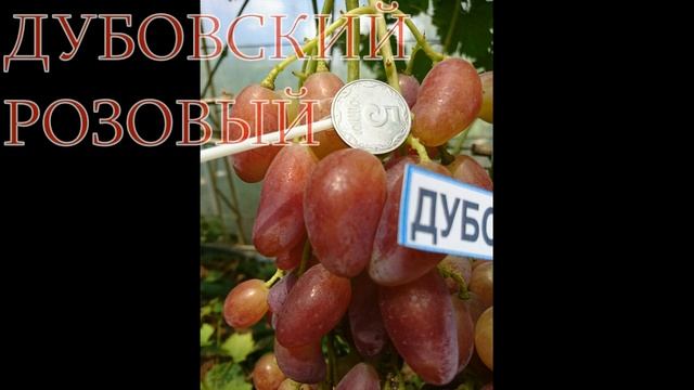 Виноград ПОДАРОК СВЕЧНИКОВУ, КНЯЗЬ ТРУБЕЦКОЙ, ДУБОВСКИЙ РОЗОВЫЙ, ИРАНЕЦ смотреть онлайн