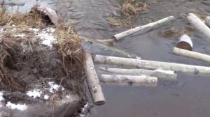 Охота на соболя началась. Десятки километров по тайге