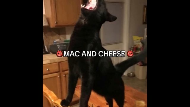 FUNNY CAT MEMES COMPILATION OF 2023 V29 смотреть онлайн
