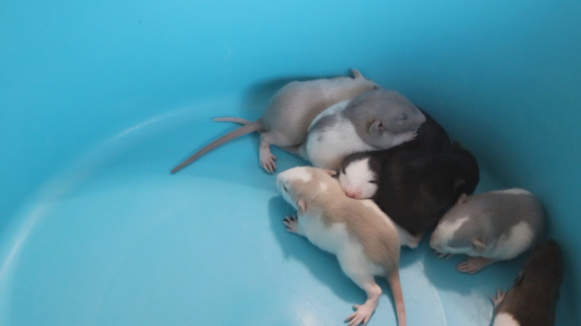 КРЫСЯТА ОТКРЫЛИ ГЛАЗКИ смотреть онлайн