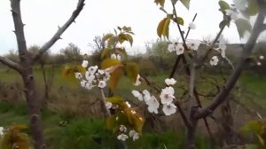 ЧЕРЕШНЯ Сорт черешни Регина Сорт черешни Амулет черешня описание сорта