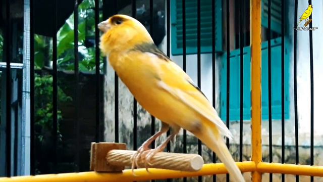 Canary Singing Russian | The Best Canary singing смотреть онлайн