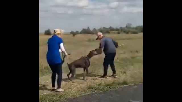 Doberman. Доберман. работа по защитной службе. смотреть онлайн