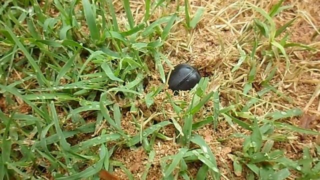 samsung dv101 hd macro-1/1 coleoptero adulto смотреть онлайн