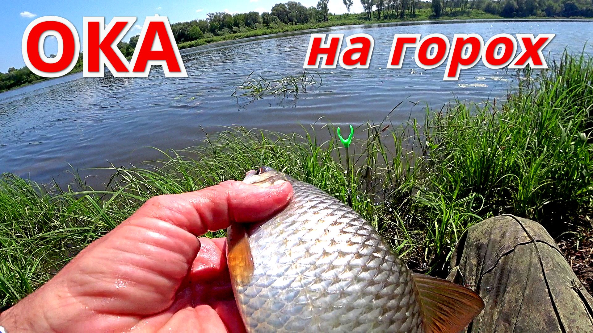 ПОШЁЛ ЛОВИТЬ НА САЛО, А РЫБА ХОТЕЛА ГОРОХ. ЖИРНАЯ ПЛОТВА И СИЛЬНЫЙ ГОЛАВЛЬ. Рыбалка на ДОНКУ. смотреть онлайн
