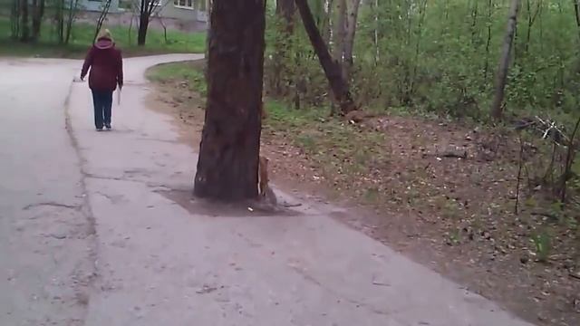 Суровые мамаши белки воспитывают бельчат смотреть онлайн