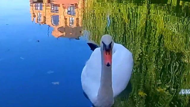 Адыгея,Гузерипль,Даховская,Смотровая площадка,Отель 