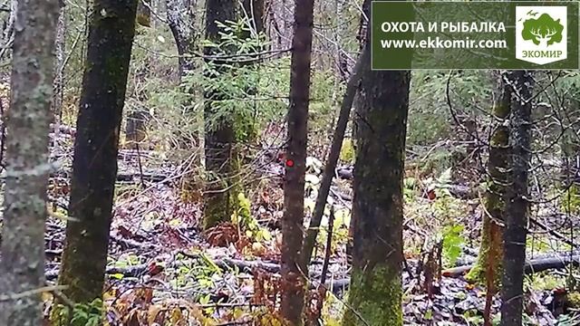 Охота на зайца 2023. Нарезка выстрелов под музыку. смотреть онлайн