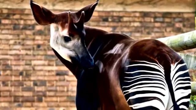 Окапи. Чудеса Божьего творения. Детская история 28 Ноября 2020 года смотреть онлайн