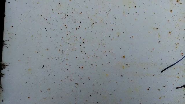 Пчёлы.Наличие клеща V.D. у Бакфаста и Карпатки-отводки.Взятие пробы на падь.Пластины.1я ч. смотреть онлайн